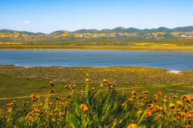 Carrizo Plain Ulusal Anıtı, Kaliforniya 'da kır çiçekleri süper çiçek açtı