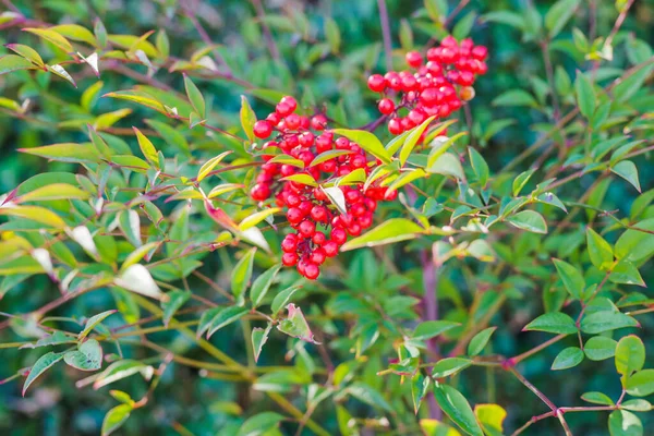 Heavenly bamboo plant, Nandina domestica. Vibrant foliage color, and red berries close-up in a sunny day in the garden