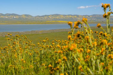 Yaban çiçekleriyle kaplı tepeler ve dağlar, California süper çiçek mevsimi, Carrizo Plain Ulusal Anıtı