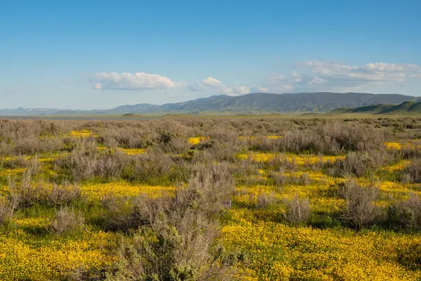 Soda Gölü 'nde süperçiçek. Orta Kaliforniya 'daki Carrizo Ovası Ulusal Anıtı, süper kır çiçeklerinin açtığı sarı, turuncu ve mor renklerle kaplıdır.