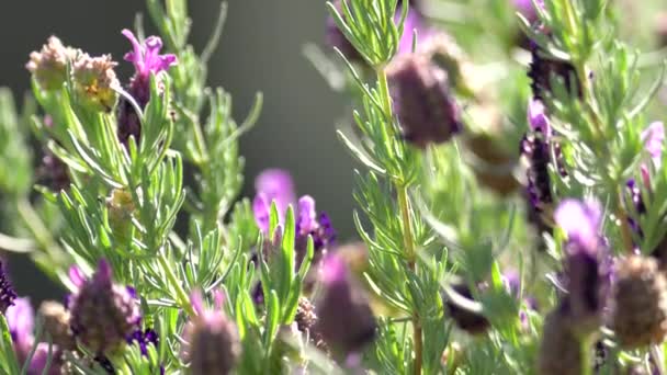 Lavendel Blommor Blom Och Ett Närbild Högkvalitativ Film — Stockvideo