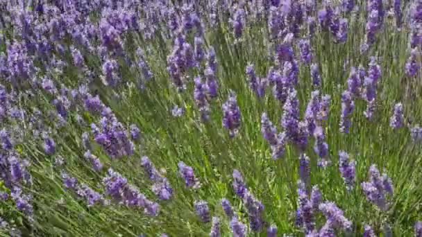 Lavendel Blommor Fältet Ljus Solig Dag — Stockvideo