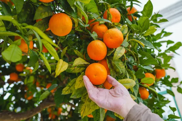 Hand delicately plucks a ripe clementine mandarin from a tree laden with vibrant orange fruits, capturing the essence of harvest and freshness.