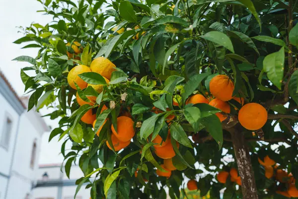 A vibrant clementine mandarin tree laden with ripe fruits set against the backdrop of a cityscape