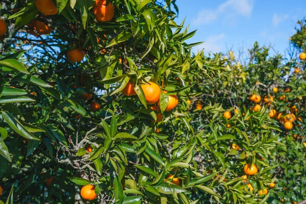 Clementine mandarin tree adorned with ripe, juicy fruits against a backdrop of lush green foliage, and cloudy sky in the background