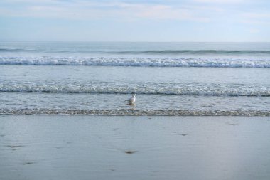 Soyut deniz manzarası. Açık mavi su ve martı. Arkaplanda bulutlu bir gökyüzü, metin için alanı kopyala