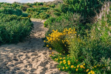 Baharda çölde kır çiçekleri açar. Batı Duvarçiçeği (Erysimum Capitatum) ve sulu domuz kökü (Conicosia pugioniforis) çölde çiçek açarken,