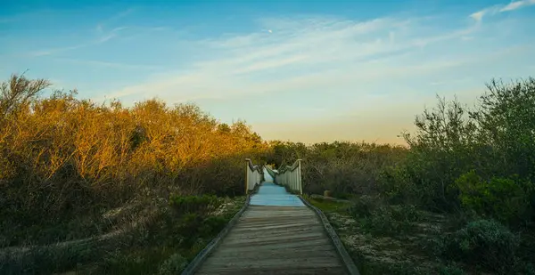 Empty boardwalk leading to distant through tree woods. Forest trekking hike trail at sunset. Oceano, California central Coast