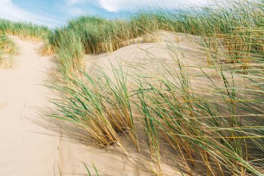 Pasifik Okyanusu kıyısındaki kum tepeleri ve kumsaldaki çimenler (Marram otları) kumda yetişiyor. Arka planda bulutlu bulutlu California manzarası