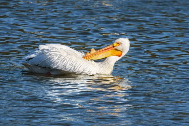 Amerikan beyaz pelikanı. Gün batımında mavi suda yüzen beyaz bir pelikanın yakın plan portresi..
