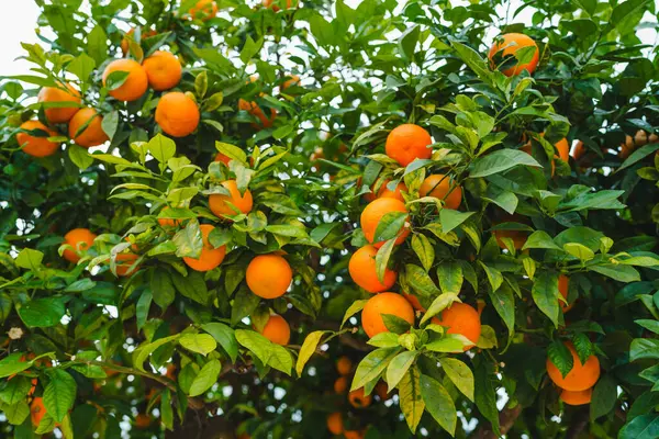 Clementine mandarin tree adorned with ripe, sun-kissed fruits, radiating the essence of a bountiful harvest.