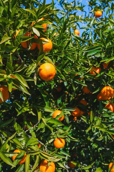 Clementine mandarin tree adorned with ripe, sun-kissed fruits, close-up in the garden in a bright sunny day. Vertical banner