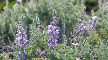 Gümüş Lupine Lupinus argenteus, güzel bezelye gibi mavi kır çiçekleri çiçek açmış.