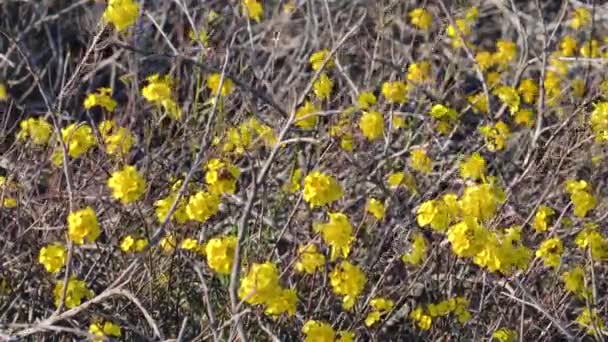 Западный Wallflower Erysimum Capitatum Ярко Желтые Полевые Цветы Цвету Пустыне — стоковое видео