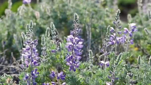 Stříbrný Lupine Lupinus Argenteus Krásný Hrášek Modré Divoké Květy Rozkvětu — Stock video