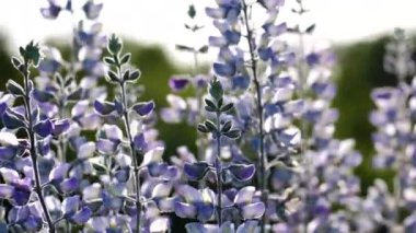 Gümüş Lupine yakın plan. Gün batımında güzel kır çiçekleri açık yeşil arka planda bulanık