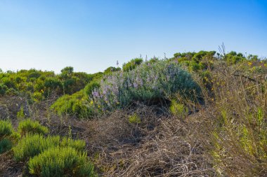Çölde açan kır çiçekleri ve arka planda açık mavi bir gökyüzü.