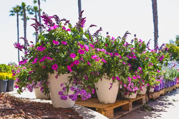 Variety of plants and flowers for sale at a garden nursery. Colorful petunias in flower pots close-up outdoors