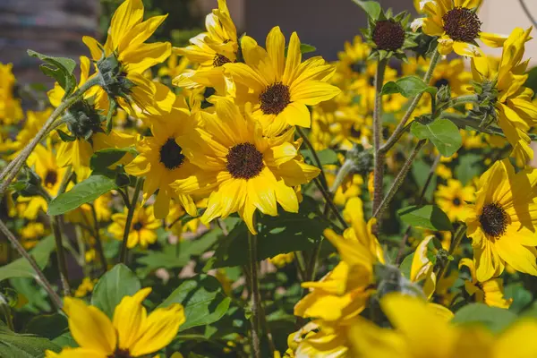 Variety of plants and flowers for sale at a garden nursery. Sunflowers in flower pots close-up