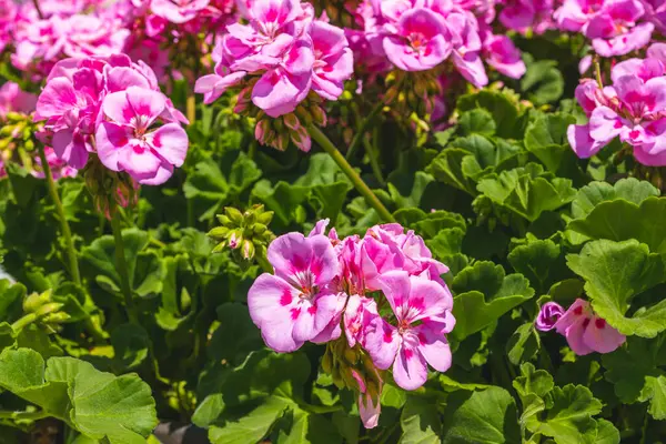 Variety of plants and flowers for sale at a garden nursery. Blossom geranium close-up outdoors on a sunny day