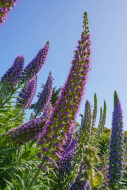 Tall purple Pride of Madeira flowers bloom under the clear blue sky. clipart