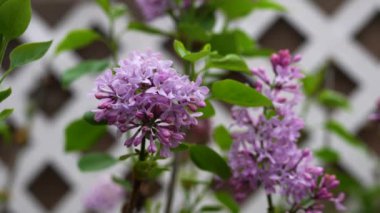 Arka planda yumuşak bir bulanıklık ile bahçede leylak çiçekleri çiçek açar. Çiçekler beyaz bir kafes ve bulanık bir binanın önünde dururlar. Yüksek kalite 4k görüntü