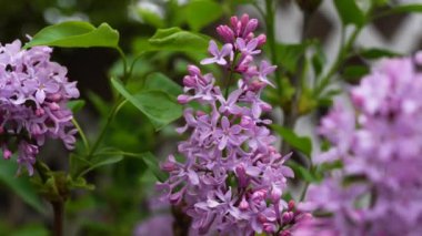 Arka planda yumuşak bir bulanıklık ile bahçede leylak çiçekleri çiçek açar. Çiçekler beyaz bir kafes ve bulanık bir binanın önünde dururlar. Yüksek kalite 4k görüntü