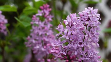 Arka planda yumuşak bir bulanıklık ile bahçede leylak çiçekleri çiçek açar. Çiçekler beyaz bir kafes ve bulanık bir binanın önünde dururlar. Yüksek kalite 4k görüntü