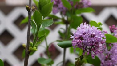 Arka planda yumuşak bir bulanıklık ile bahçede leylak çiçekleri çiçek açar. Çiçekler beyaz bir kafes ve bulanık bir binanın önünde dururlar. Yüksek kalite 4k görüntü