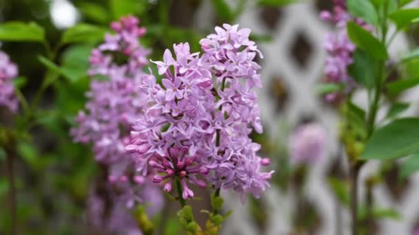 Lavendel Blütentrauben Blühen Garten Mit Einem Weichen Unschärfe Hintergrund Blumen — Stockvideo