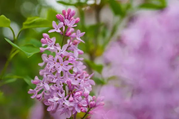 ライラックの花のクラスターは バックグラウンドで柔らかいぼろで庭に咲きます — ストック写真