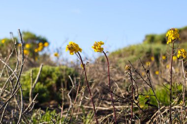 Batı Wallflower (Erysimum Capitatum), Prairie Roket Çiçeği veya Kaliforniya Merkez Sahili 'nde çölde açan kum tepeciği.