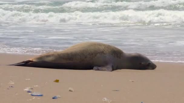Σφραγίδα Που Εκτείνεται Μια Αμμώδη Παραλία Κύματα Που Συντρίβονται Στην — Αρχείο Βίντεο