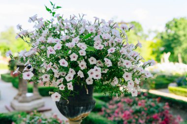 Çiçek saksıları renkli bahçe petunyası çiçekleriyle dolup taşar, canlı ve büyüleyici bir görüntü yaratır.