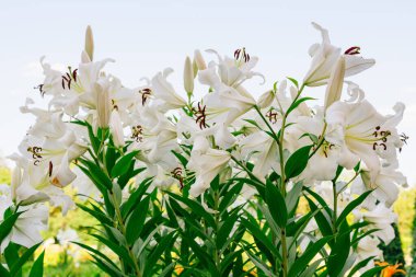 Beyaz Madonna Lily yakın plan. Mavi gökyüzünde açan güzel beyaz zambak. Paskalya Zambağı çiçek tebrik kartı