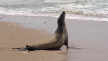 Kumlu bir kumsalda, kıyı şeridine dalgalar vuran bir fok balığı. Yüksek kalite 4k görüntü