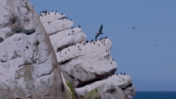 澄んだ青い空に向かって険しい海岸線に挟まれた鳥とロッキーな崖 カリフォルニア州モロ湾 高品質の4K映像 — ストック動画
