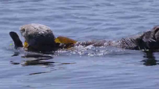 Sea Otters Floating Peacefully Kelp Blue Water High Quality Footage — Stockvideo