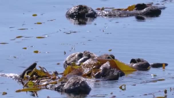Морские Выдры Мирно Плавают Среди Ламинарии Голубой Воде Высококачественные Кадры — стоковое видео