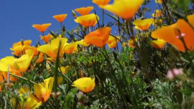 Kaliforniya altın gelincikleri güneşin altında doğal bir ortamda parlarlar. Yüksek kalite 4k görüntü