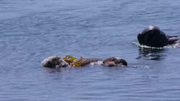 Sea Otters Floating Peacefully Kelp Blue Water High Quality Footage — Stockvideo