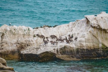 Okyanustaki kayalık kayalıkları ve Kaliforniya 'nın bulutlu bir gününde kahverengi pelikan sürüsü