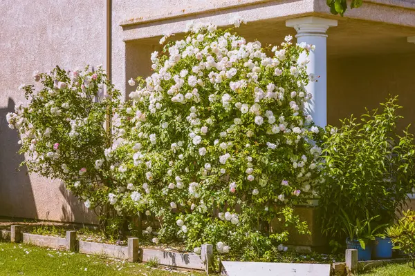 Stock image Fragrant white climbing rose planted outdoors close to the house entrance.  Climbing plants give your home a new look