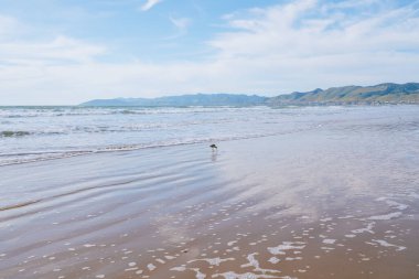 Deniz manzarası ve kumsalda kuşlar. Arka planda bulutlu gökyüzü, Kaliforniya Costline manzarası.