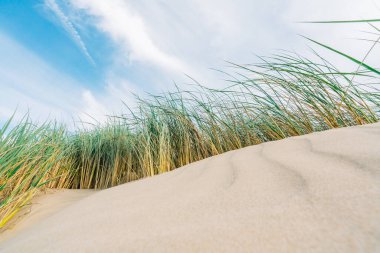 Pasifik Okyanusu kıyısındaki kum tepeleri ve kumsaldaki çimenler (Marram otları) kumda yetişiyor. Arka planda bulutlu bulutlu California manzarası