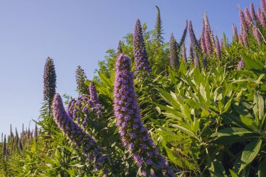 Açık mavi gökyüzünün altında uzun mor çiçekler açar. Madeira çiçeklerinin gururu