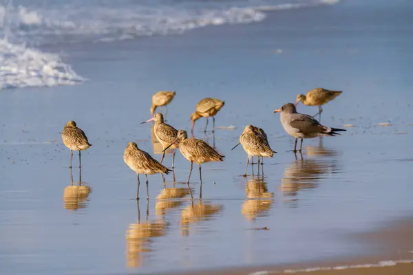 stock image Flock of shorebirds on the beach. The marbled godwit and seagulls close-up at sunset, with beautiful ocean waves in the background, California coastline