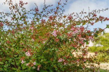 Parlak abelia çiçekli çalılar yakın plan. Caprifoliaceae uzun ömürlü çalılar. Yaz bahçesinde çan şeklinde küçük çiçekler açar.