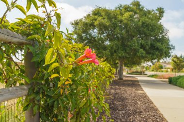 Trumpet vine (Campsis radicans) in bloom with beautiful red flowers. The trumpet vine can quickly blanket fences or walls clipart