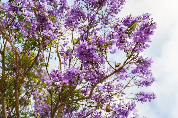 stock image Beautiful flowering Jacaranda tree. Blue-violet flowers and fern-like foliage close-up with a cloudy sky in the background